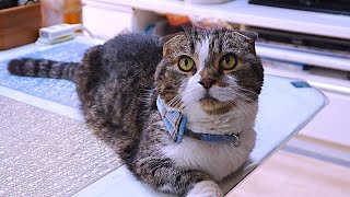 年寄り猫に合わせた快適環境作り