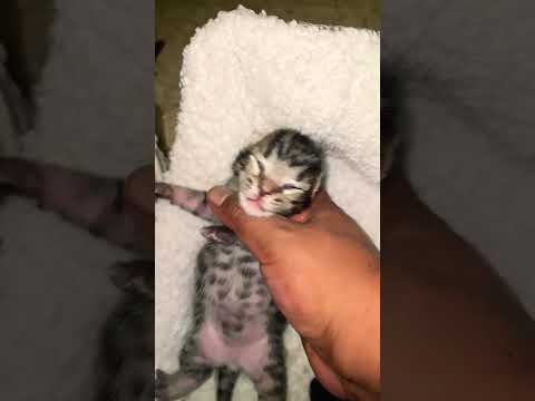 #cat