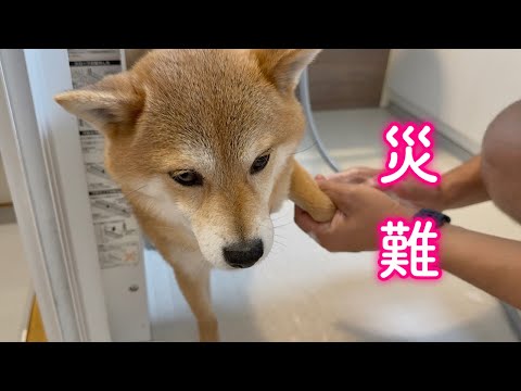 災難に見舞われるもパパに助けてもらい事なきを得た柴犬が可愛い