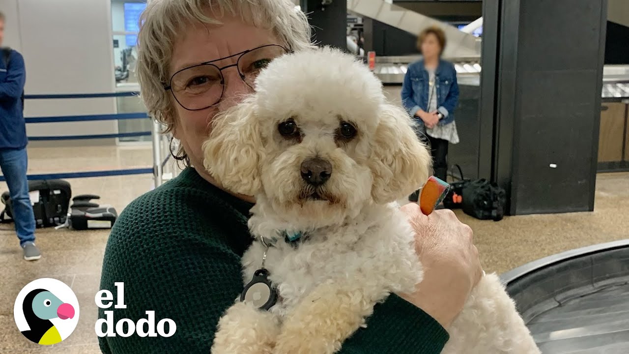 Perro mayor enmarañado estuvo encadenado en el techo durante dos años | Dodo Héroes