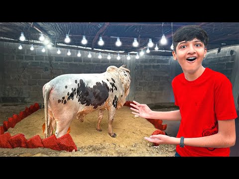 I Made Luxury House for My Cow !