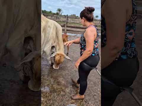 Helping a Newborn Calf Stand for the First Time ๐โค๏ธ | Farm Life Moments #villagelife