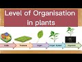Plant and Animal Organ Systems