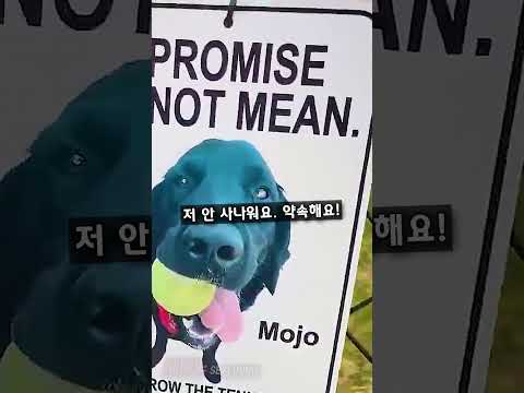 자기들이랑 친해지는 방법 알려주는 강아지들