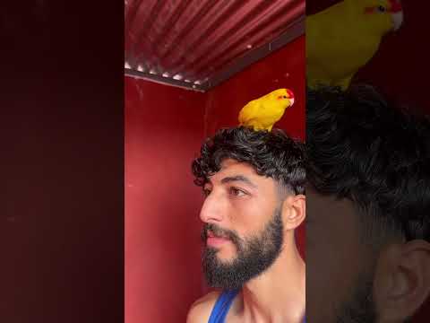🦜🤍