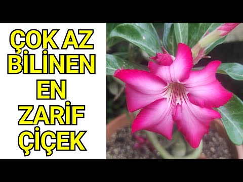 Adenium obesum / Desert Rose / Çöl Gülü Bakımı