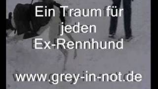 A Greyhounds' dream