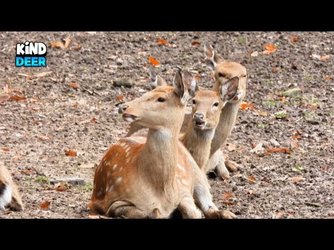 Lovely Deer Family Ready For Winter