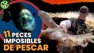 Otros 11 PECES más DIFÍCILES de PESCAR en el MUNDO 🐟