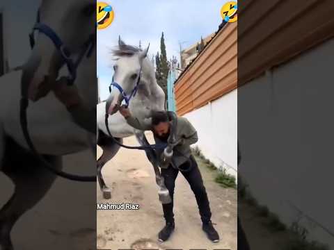 #horse #sansansehorhorse #horsecare #horselov #funny #horselove #يوميات_ترند #comedy #horseriding