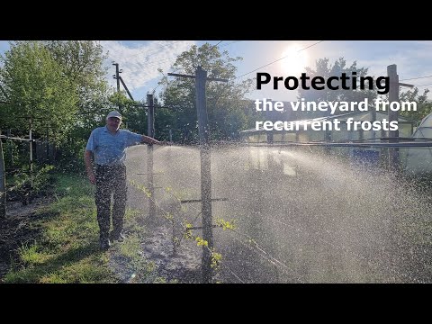 Beating Late Frosts: Protecting Grapevines with Sprinkler Irrigation