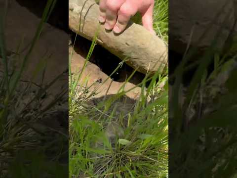 GIANT TARANTULA Under A Rock!