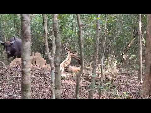 Buffalo deadly attacks a Leopard - Sri Lanka Wilpattu #wonder #wildlife #srilanka