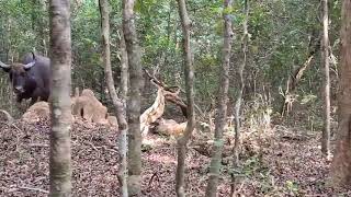 Buffalo deadly attacks a Leopard - Sri Lanka Wilpattu #wonder #wildlife #srilanka