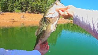 Sight Fishing Bass for the Win #shorts