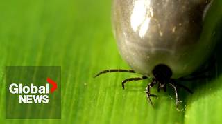 YouTube video thumbnail: Ticks are Popping up in More Places Than Ever in Canada, Health Experts Warn