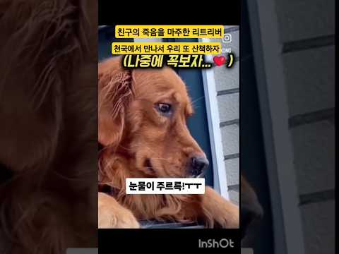 죽음을 마주한 댕댕이 , 우리 천국에서 만나서 또 산책하자 #소통 #공감 #애견 #친구 #가족 #동료 #감동 #감성 #사연 #반려견 #반려동물 #댕댕이 #강아지 #견주 #이슈 #짤
