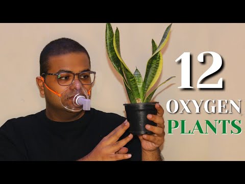 12 Best Plants to Increase Oxygen Levels in your Home