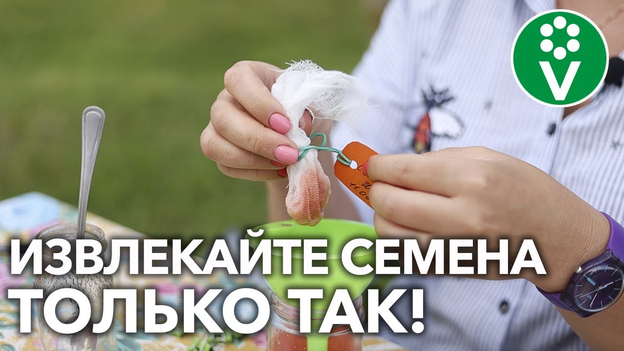 Понравился помидор? Соберите семена! Для обильного урожая в следующем году!
