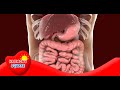 Digestion Processes and Functions
