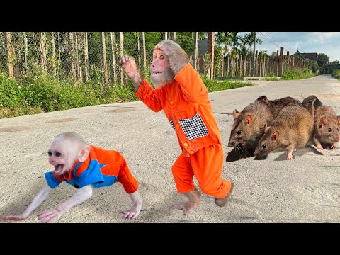 Help me ! Baby monkey & CUTIS run away crying when rat attack🙏