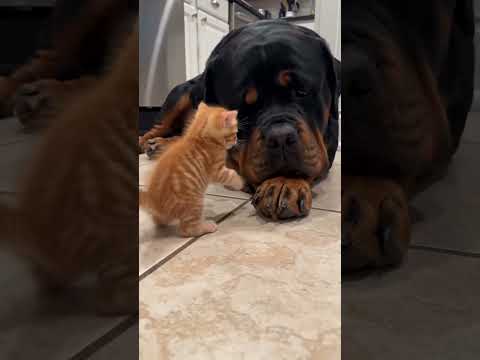 Tiny Kitten vs Giant Rottweiler! 🐱