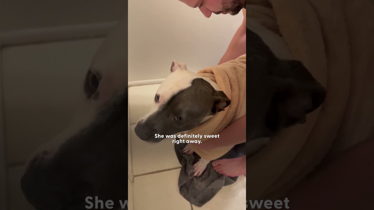 Pittie Who Can't Stop Suckling On Stuffies Needs A Home - The Dodo