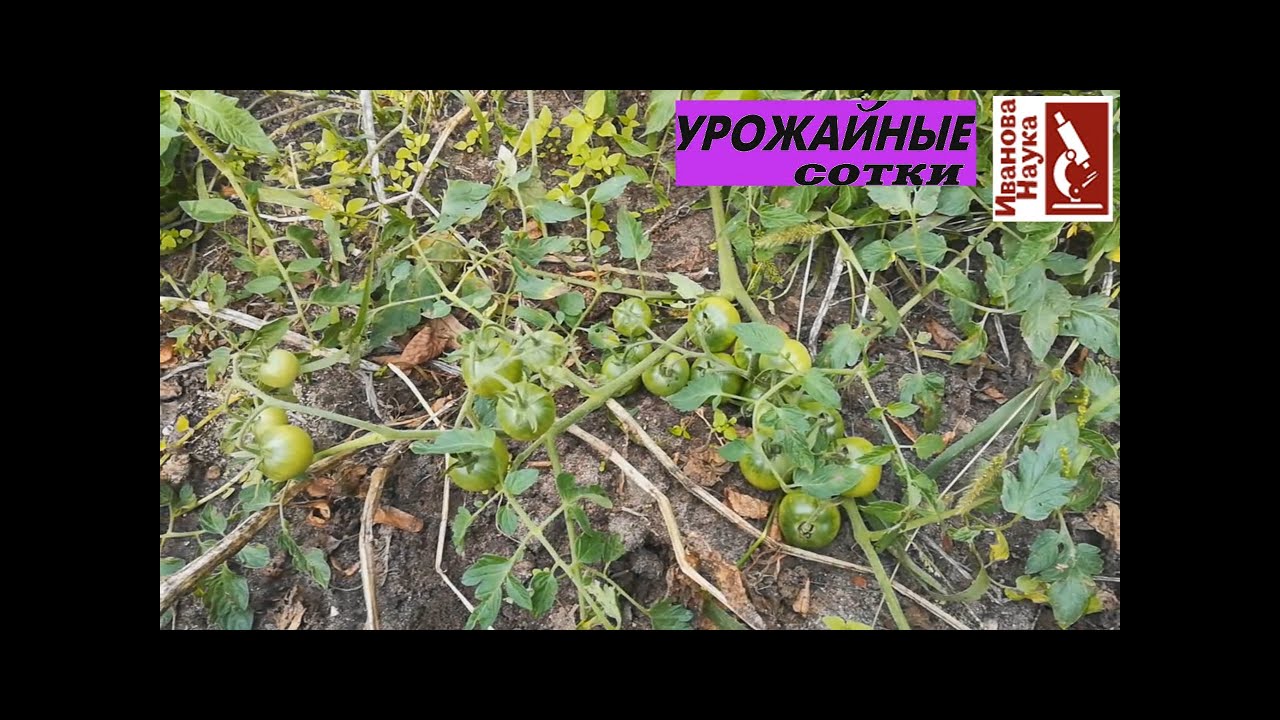 Дикие зимние томаты и фиолетовая картошка. Ваше мнение?