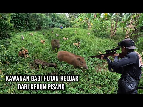 Akhirnya gerombolan babi hutan keluar tidak jauh dari kebun pisang warga | Amazing |