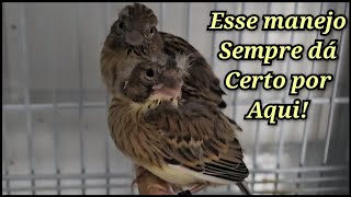 Fêmea quer botar, e os filhotes não saem do ninho? É só...