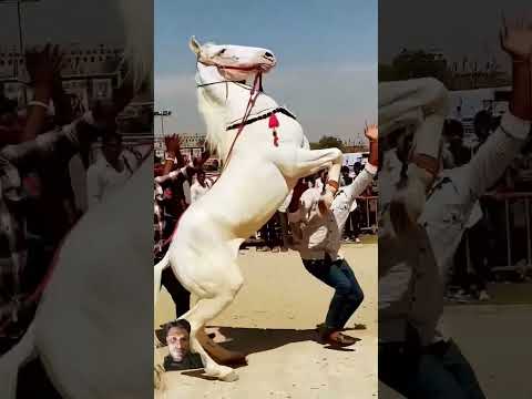 Horse dancing