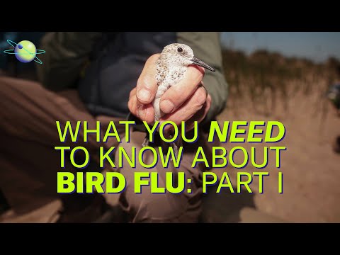 How Bird Flu Went from an Isolated Avian Illness to a Human Pandemic Threat (Part 1)