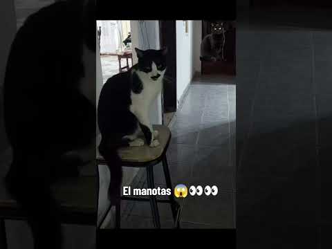 El manotas 🤣😱😺🐾 #cat #viral #gatos #yosoydelos7mil #humor #gato #funny #memes #risa #michis