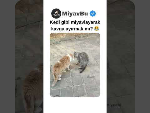 İki kedi arasında gizli görüşme 💬