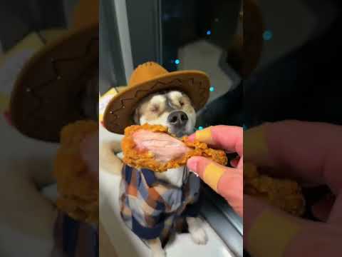 Netizen Let’s talk about the hilarious daily lives of dogs Creator Center Creative Inspira