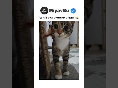 Bu Oyuncu Kediye Dikkat! ⚡😼 #kedi #cats #kedishorts #catshorts #shorts #kedivideoları #cat #keşfet