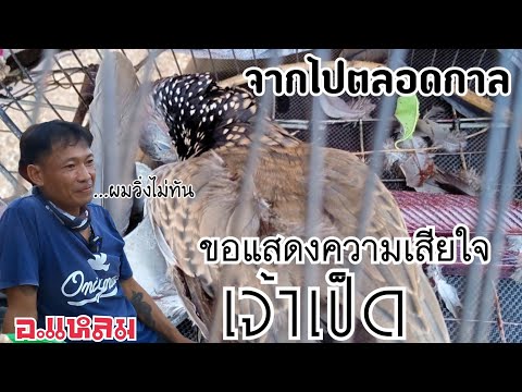 จ.า.ก.ไ.ป.ต.ล.อ.ด.ก.า.ล…เจ้าเป็ด…นกเขาใหญ่นกต่อตัวรัก