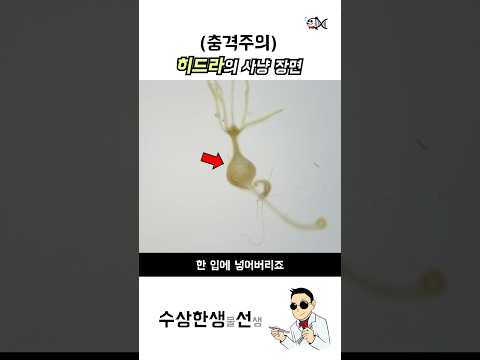 세계최초 히드라 물벼룩 먹방