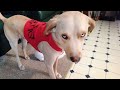 Humorous Insights into Dog Behavior