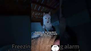 Freezing 🥶, the dog alarm has been going off since early this morning #funny #adoptstrays #cat