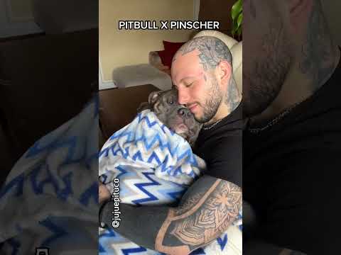 PITBULL X PINSCHER #humor #comedia #pinscher #pitbull #dog #pet