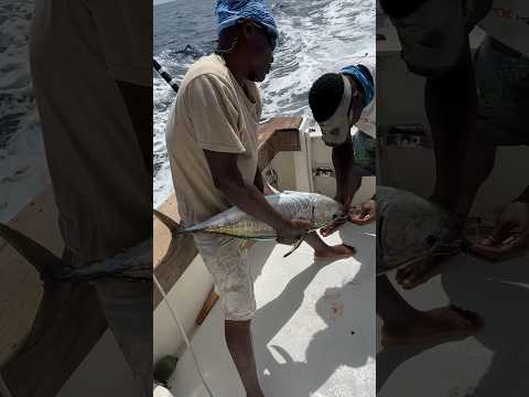 Using small yellowfin for marlin bait in Abidjan Africa @pechextreme