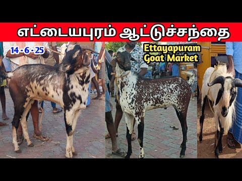 15 - 6 - 2025 | எட்டையபுரம் ஆட்டுச்சந்தை | Ettayapuram Goat Market | Goat Market | Kalnadaitholan