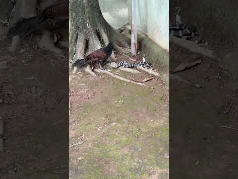 コブラが鶏小屋に侵入した #animals #국립생물자원관 #birds #동물키우기 #자연사 #막달려갑니닭 #shorts #snake