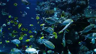 Classic Video of Naturel Sea Water Rain Water Natural Beaches of All Over the World, enjoy to view3