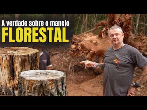 CORTAR ÁRVORES PODE AJUDAR A NATUREZA! ENTENDA! 🌍