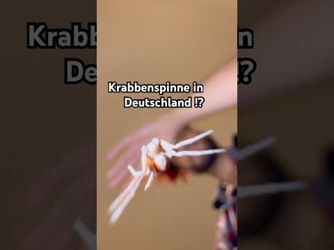 So jagt die Krabbenspinne ihre Beute! Die Spinne ist für Menschen zu 0% gefährlich! #tiere