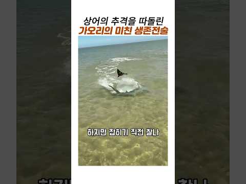 상어의 추격을 따돌린 가오리의 기막힌 생존전술#가오리 #상어 #바다포식자