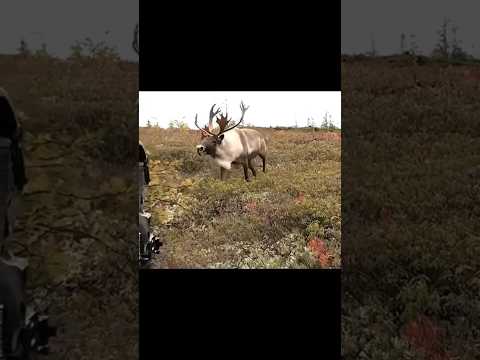 одна из лучших охот на оленей #chasse #changle #hunting