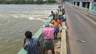 🎣🔥மகிழ்ச்சியில் அணைக்கரை மீனவர்கள் ? கொள்ளிடம்  ஆற்றில் வெள்ளப்பெருக்கு! தொடங்கியது மீன் வேட்டை 💥😇